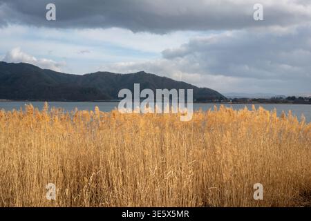 Dry yellow golden plant reeds grass weed in the field. Lake in the background. Stock Photo