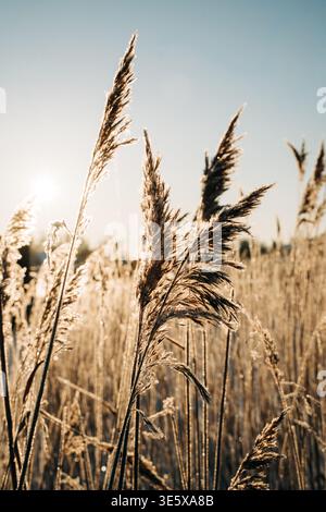 reeds blowing in the wind and sunset by the beach Stock Photo