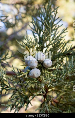 Macro view of juniper berries clustered on desert evergreen branch Stock Photo