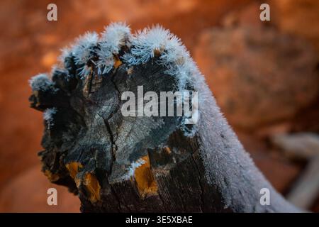 Frost crystals on weathered desert wood in red rock landscape Stock Photo