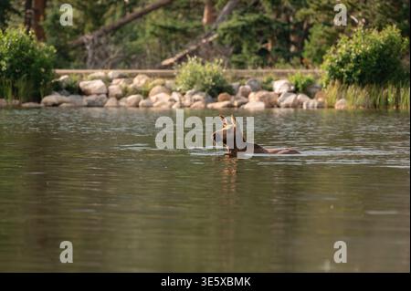 Young moose calf swimming alone in deep mountain lake with water Stock Photo