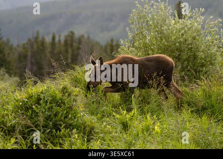 Moose calf wildlife grazing solo in Colorado wilderness Stock Photo