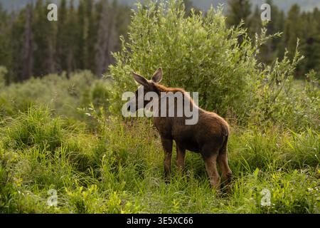 Brown fuzzy moose calf standing alone in lush natural meadow Stock Photo