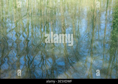 Abstract reflection of leafless trees is visible on the surface of calm river water creating wavy distortion patterns Stock Photo