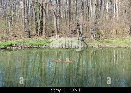 Freshwater turtle is basking on a small floating log in a calm river with tree reflections along a forest shoreline Stock Photo