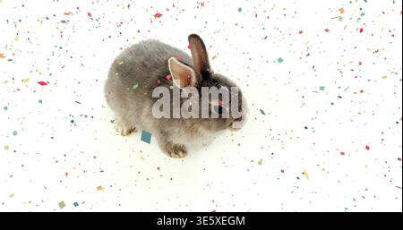 Sitting small gray rabbit resting on white seamless surface, with scattered multicolored confetti Stock Photo