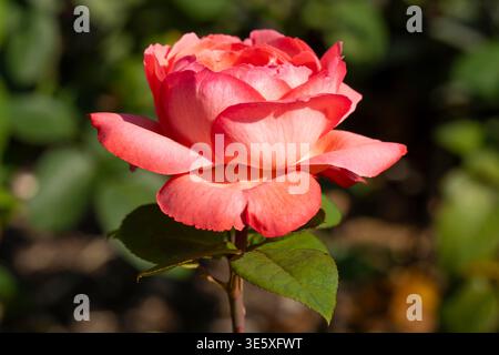 One bloom of the Teehybrid rose Stock Photo