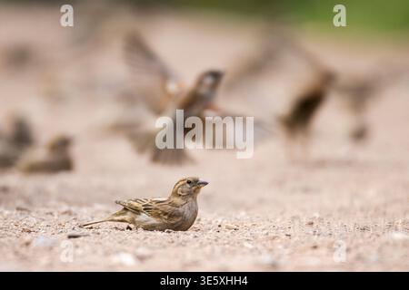 A flock of house sparrows, Passer Domesticus, dusk bathing, Paratge natural de la Serra de Tramuntana, Mallorca, Spain. Stock Photo