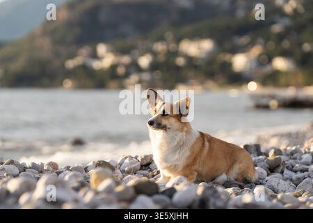 Pembroke Welsh Corgi Sitting on Pebble Beach Near Water with Blurred Coastal Background Stock Photo