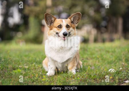 Pembroke Welsh Corgi Standing on Green Grass in Natural Light Outdoor Portrait Stock Photo