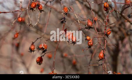 Dried red rose hips hanging on thorny branches in the garden. Stock Photo