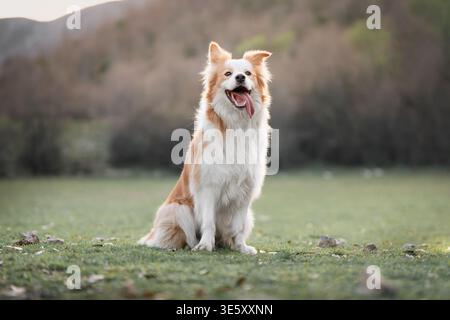 Border Collie Sitting Facing Camera Outdoor Portrait: Friendly Border Collie looking directly at viewer. Stock Photo