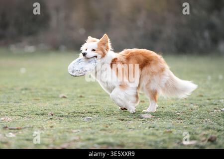 Border Collie Carrying Disc in Mouth Running Outdoors: Happy Border Collie holding frisbee while running across field. Stock Photo