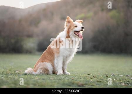 Border Collie Sitting in Field with Hills in Background: Elegant Border Collie posing outdoors in scenic landscape. Stock Photo