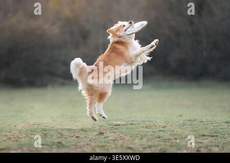 Border Collie Jumping High to Catch Toy in Open Field Stock Photo