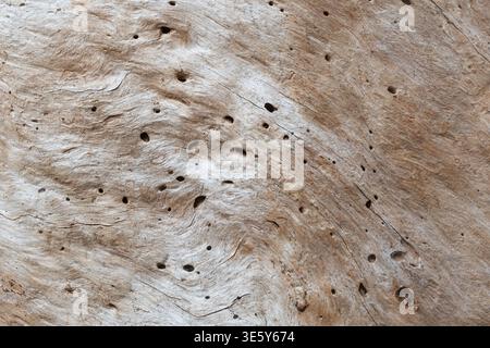 Close up of a dead tree trunk with lots of holes made by beetles or other invertebrates, UK Stock Photo