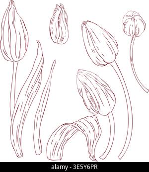 Set of vector tulip buds and leaves, freehand line drawing, scribbles, line art Stock Vector