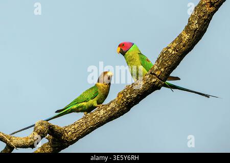 Pair of plum-headed parakeets (Psittacula cyanocephala) from Jim Corbett NP, Uttharakhand, northern India. Stock Photo