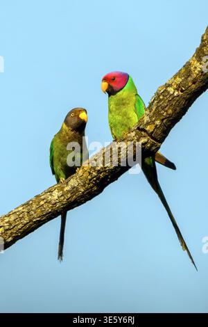Pair of plum-headed parakeets (Psittacula cyanocephala) from Jim Corbett NP, Uttharakhand, northern India. Stock Photo