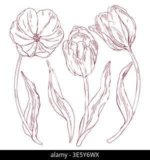 Set of vector tulips, freehand line drawing, scribbles, line art Stock Vector