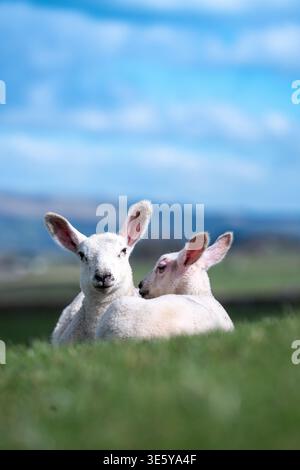 Pair of young lambs snuggled up together in a field on a sunny spring day in the Yorkshire Dales, UK. Stock Photo