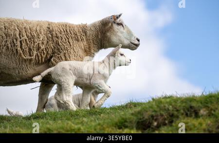 Crossbred ewe with her young lamb running alongside her in a field. North Yorkshire, UK. Stock Photo
