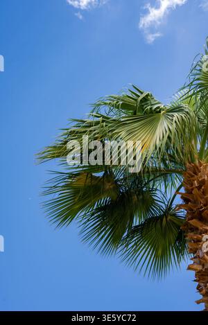 Upward view of a date palm on the right, Sharm El Sheikh, Egypt. Stock Photo