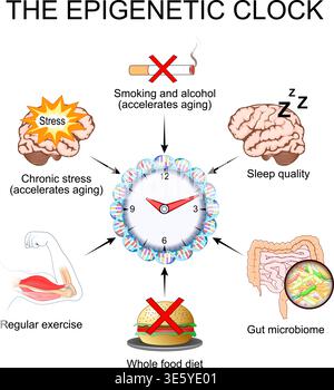 The epigenetic clock. Biological age. Vector illustration. Medical diagram Stock Vector