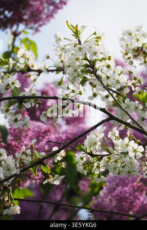 White and pink cherry blossom branches in spring with soft focus natural background Stock Photo