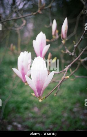 Pink & White Magnolia Blossoms. Stock Photo