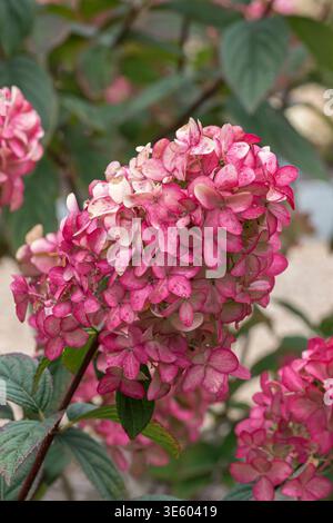 Rispen-Hortensie Hydrangea paniculata FIRE LIGHT McPHRM *** Panicle hydrangea Hydrangea paniculata FIRE LIGHT McPHRM McPHRM Stock Photo