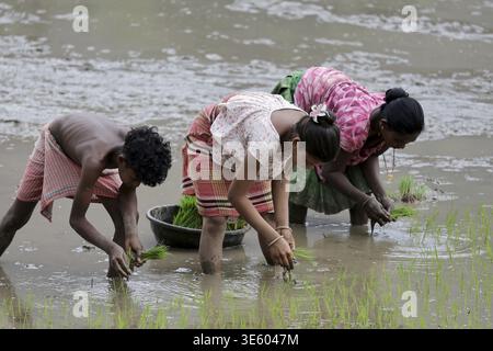 Odisha, India - 26 March 2026: View of rural laborers knee-deep in a flooded field, their vibrant clothing a stark contrast against the muddy landscap Stock Photo