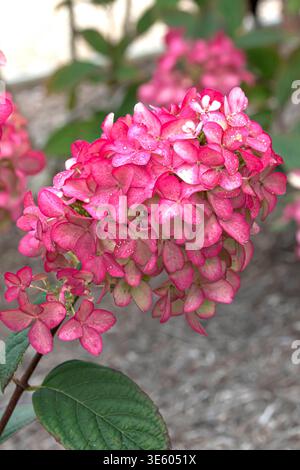 Rispen-Hortensie Hydrangea paniculata FIRE LIGHT McPHRM *** Panicle hydrangea Hydrangea paniculata FIRE LIGHT McPHRM McPHRM Stock Photo