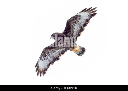 Common buzzard (Buteo buteo) adult bird of prey in flight soaring against white background Stock Photo