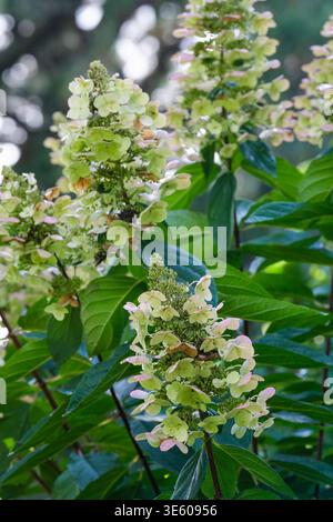 Hydrangea paniculata Tardiva, panicled hydrangea Tardiva,  loosely packed panicles of creamy-white flowers, Stock Photo