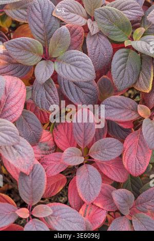 Rispen-Hortensie Hydrangea paniculata LITTLE QUICK FIRE McPHRM *** Panicle hydrangea Hydrangea paniculata LITTLE QUICK FIRE McPHRM McPHRM Stock Photo
