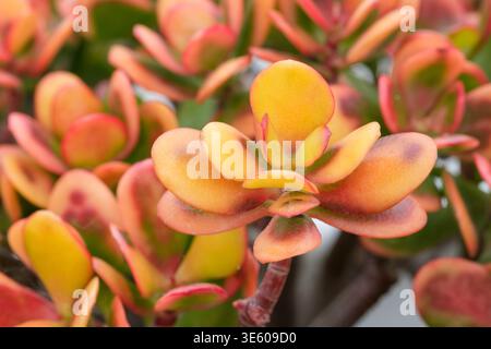 Crassula ovata Hummel's Sunset, jade plant Hummel's Sunset, bushy succulent, glossy, rounded fleshy mid green leaves edged with yellow and tinged red. Stock Photo