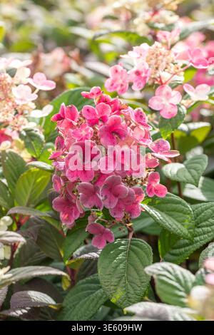 Rispen-Hortensie Hydrangea paniculata LITTLE QUICK FIRE McPHRM *** Panicle hydrangea Hydrangea paniculata LITTLE QUICK FIRE McPHRM McPHRM Stock Photo
