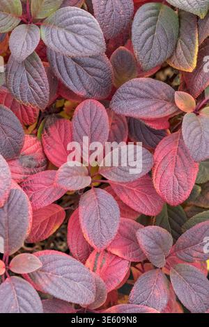 Rispen-Hortensie Hydrangea paniculata LITTLE QUICK FIRE McPHRM *** Panicle hydrangea Hydrangea paniculata LITTLE QUICK FIRE McPHRM McPHRM Stock Photo