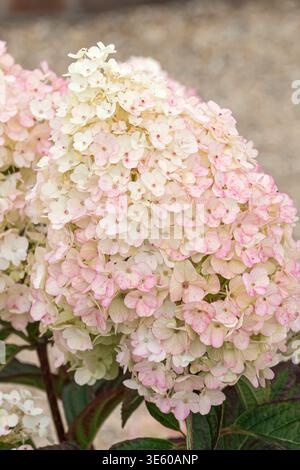 Rispen-Hortensie Hydrangea paniculata LIVING LITTLE BLOSSOM McPHRM *** Panicle hydrangea Hydrangea paniculata LIVING LITTLE BLOSSOM McPHRM McPHRM Stock Photo