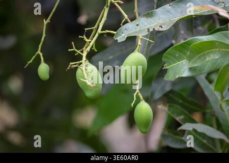 Fresh seasonal small mangoes growing on tree.this photo was taken from Bangladesh. Stock Photo
