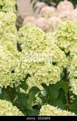 Rispen-Hortensie Hydrangea paniculata LIVING LITTLE PASSION McPHRM *** Panicle hydrangea Hydrangea paniculata LIVING LITTLE PASSION McPHRM McPHRM Stock Photo
