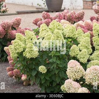 Rispen-Hortensie Hydrangea paniculata LIVING LITTLE PASSION McPHRM *** Panicle hydrangea Hydrangea paniculata LIVING LITTLE PASSION McPHRM McPHRM Stock Photo