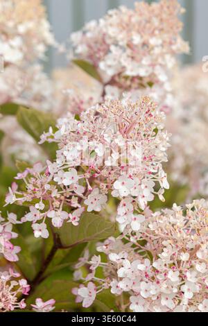 Rispen-Hortensie Hydrangea paniculata LIVING LITTLE ROSY McPHRM *** Panicle hydrangea Hydrangea paniculata LIVING LITTLE ROSY McPHRM McPHRM Stock Photo