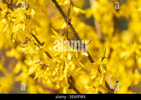 Bright yellow flowers bloom on slender branches. Sunlight glows through delicate petals. Nature's early spring beauty shines vividly. Perfect for seas Stock Photo