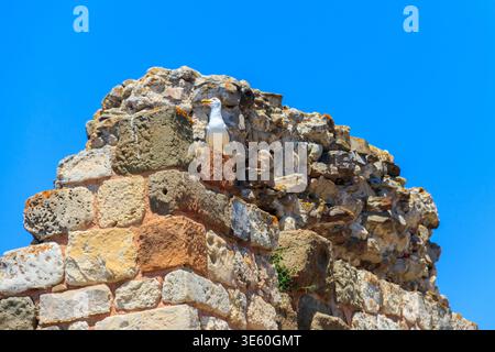 Seagull standing on the old stone wall Stock Photo