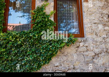 Green ivy on a stone wall with an old wooden windows Stock Photo