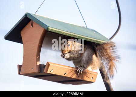 An Eastern Gray Squirrel (Sciurus carolinensis) sitting on a bird feeder and eating Stock Photo