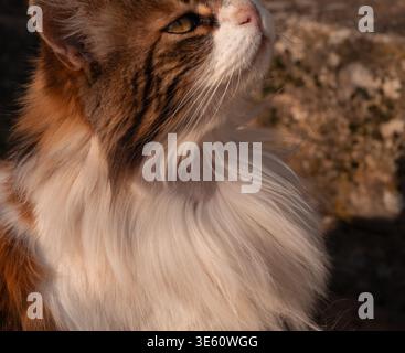majestic long-haired calico cat basking in warm golden hour light, showing a proud profile and fluffy white chest against a soft-focus natural stone b Stock Photo