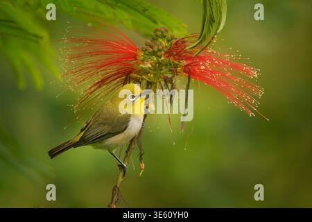Warbling White-eye Zosterops japonicus, mejiro feeding on red Calliandra flower, yellow-olive plumage, bold white eye-ring, perched on branch, green b Stock Photo
